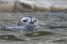 <p>TULEŇ OBECNÝ (Phoca vitulina) ZOO Ústí nad Labem</p>